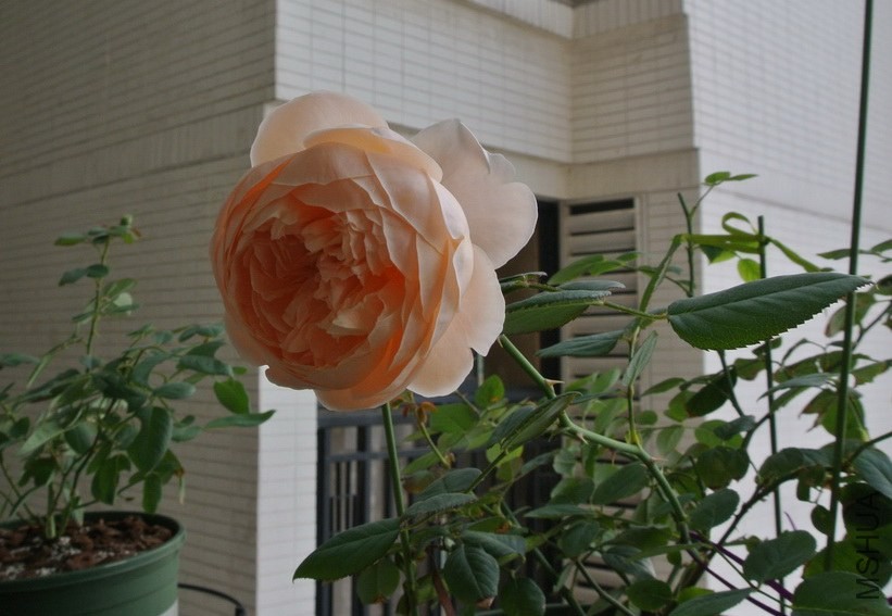 DSC_0602_������С.JPG