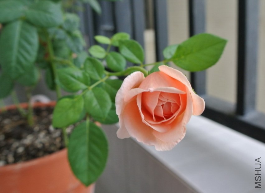 DSC_0288_������С.JPG