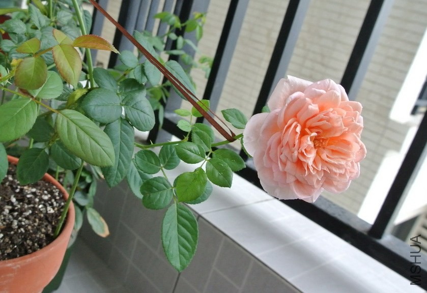 DSC_0293_������С.JPG