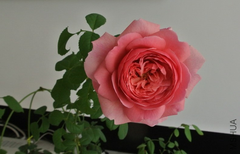 DSC_0395_������С.JPG