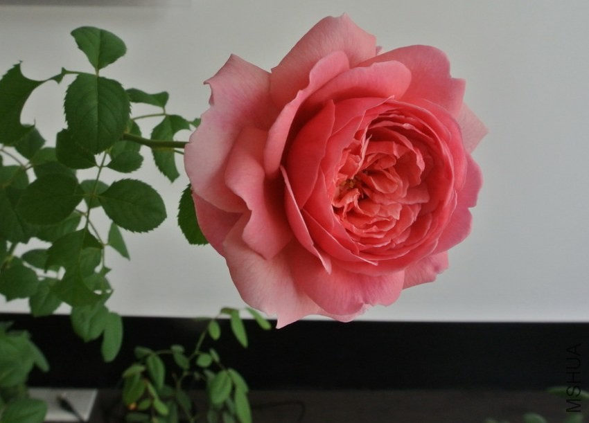 DSC_0396_������С.JPG