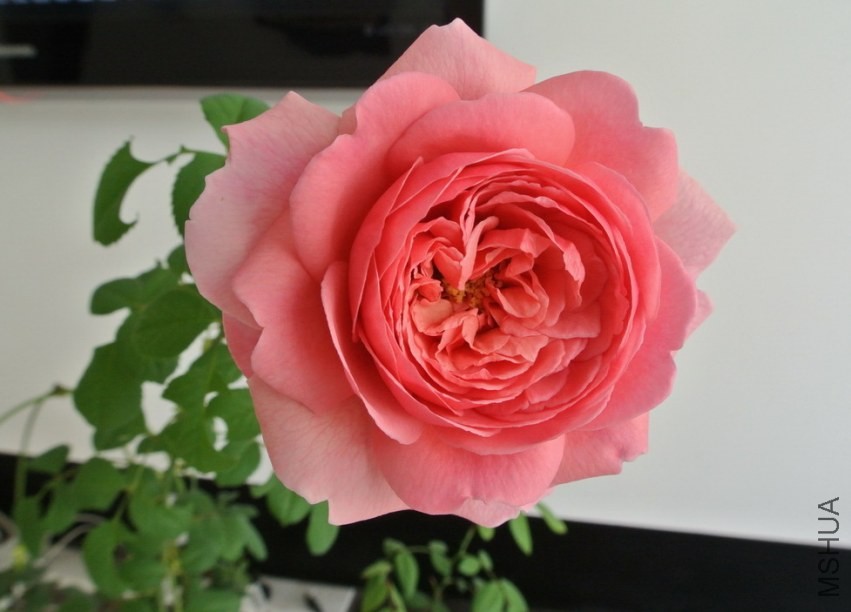 DSC_0398_������С.JPG