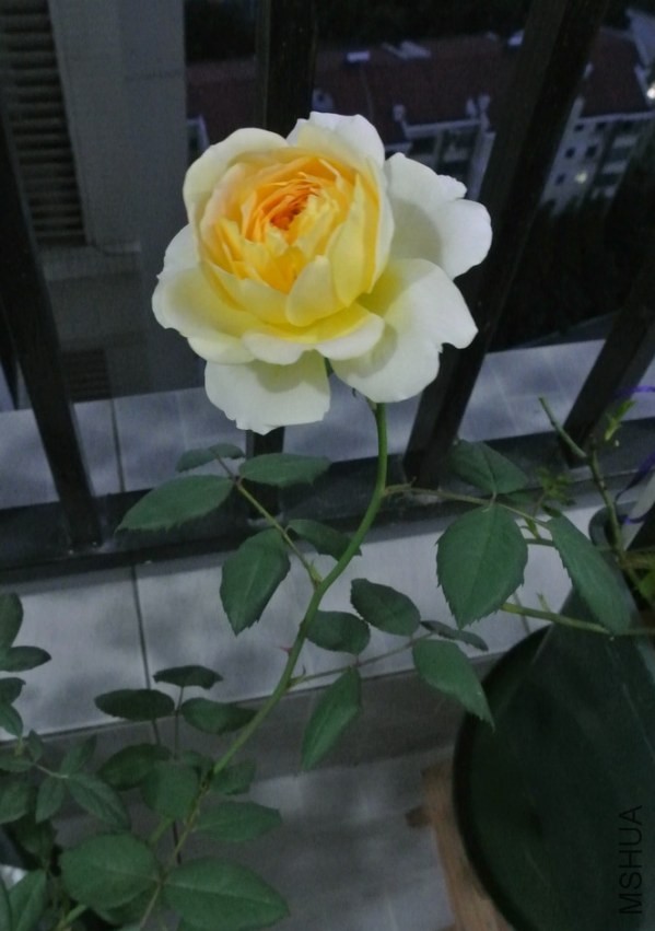 DSC_0581_������С.JPG