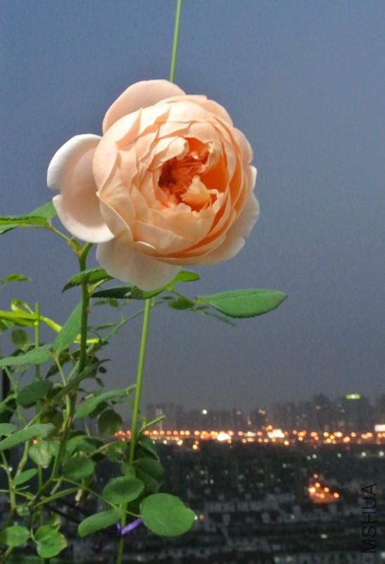 DSC_0595_������С.JPG