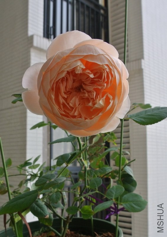 DSC_0604_������С.JPG