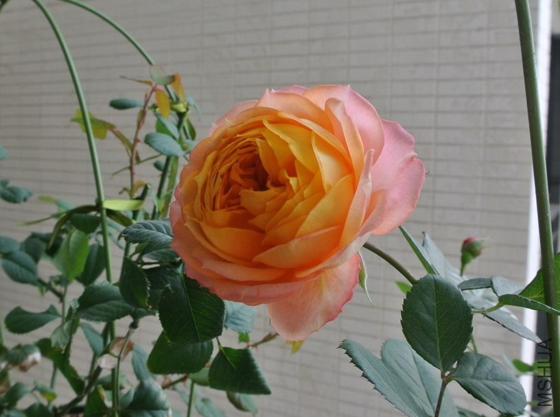 DSC_0631_������С.JPG