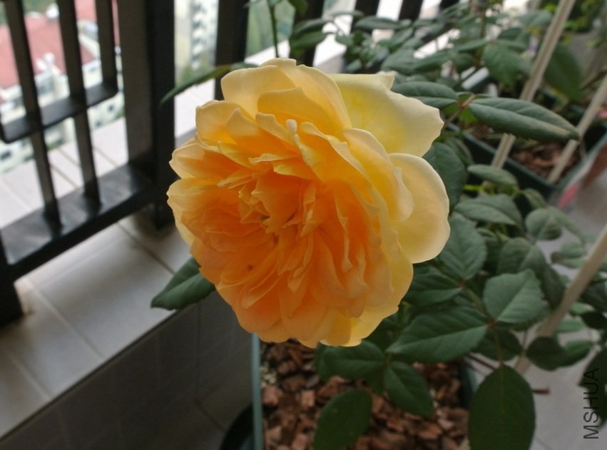 DSC_0502_������С.JPG