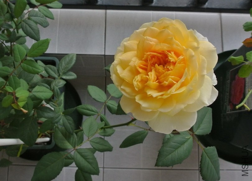 DSC_0599_������С.jpg
