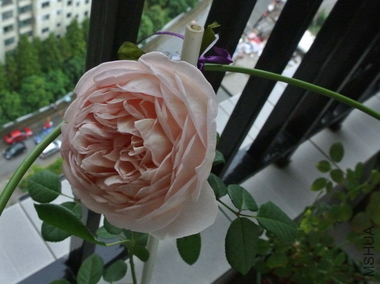 DSC_0411_������С.JPG