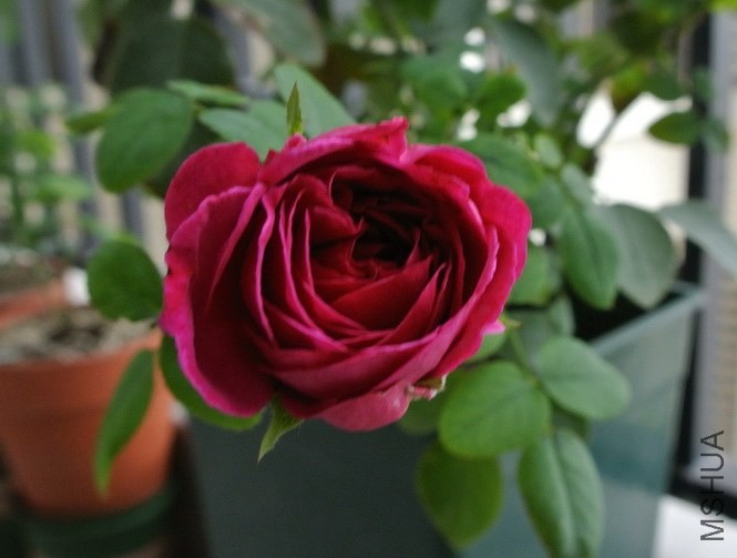 DSC_0296_������С.JPG