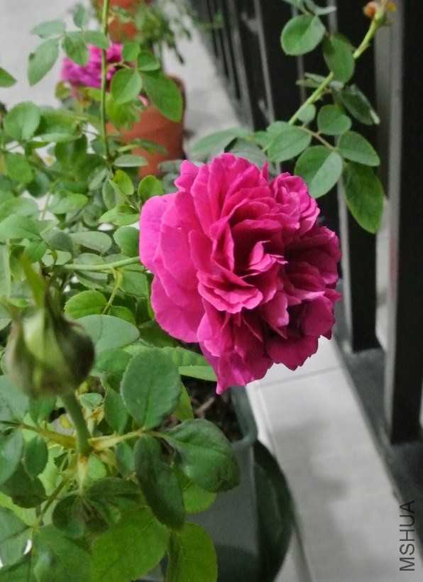DSC_0319_������С.JPG