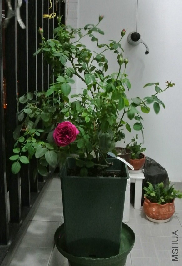 DSC_0335_������С.JPG