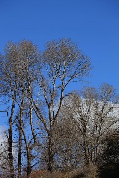 �¶��š��׸��ӣ���ѩ����֮���� (13).JPG