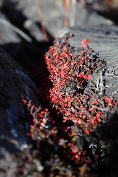 �¶��š��׸��ӣ���ѩ����֮���� (16).jpg