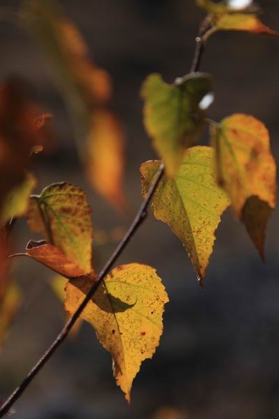 �¶��š��׸��ӣ���ѩ����֮���� (17).JPG