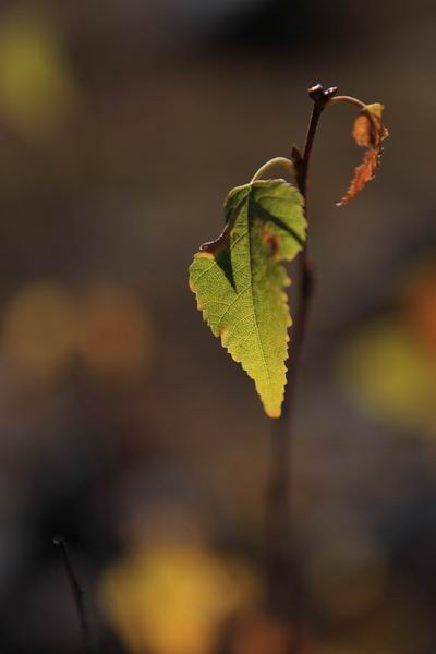 �¶��š��׸��ӣ���ѩ����֮���� (18).JPG