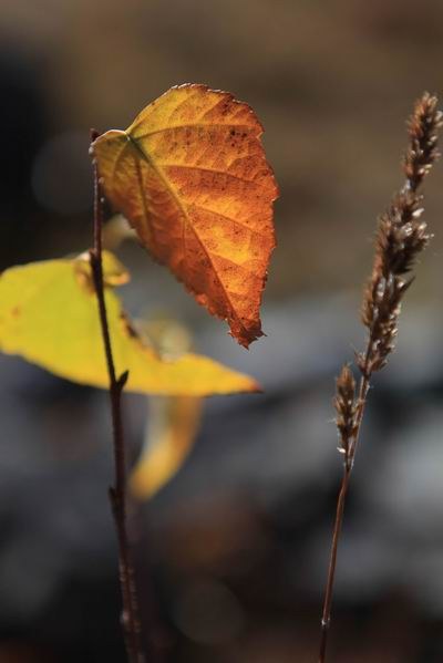 �¶��š��׸��ӣ���ѩ����֮���� (19).jpg