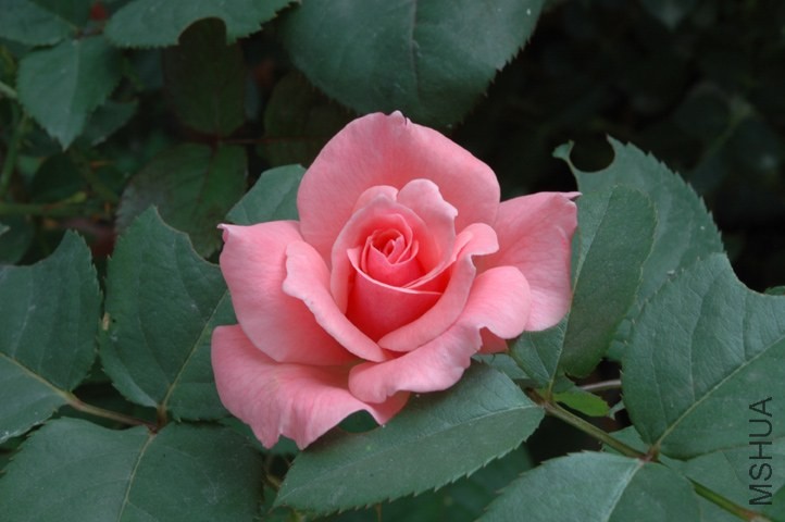 DSC_1017.jpg
