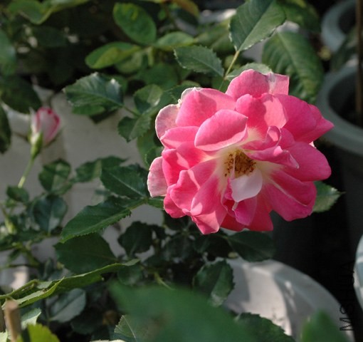 DSC_6219.jpg