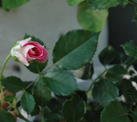 DSC_6221.jpg