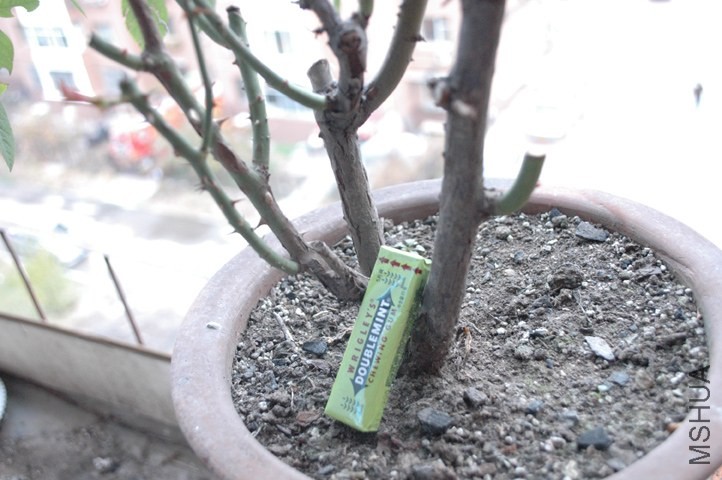 DSC_8038.JPG