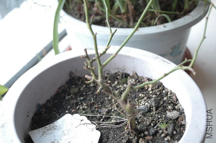 DSC_8041.JPG