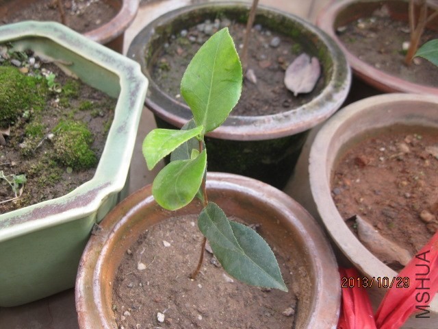 �軨��Ƭ 001.jpg