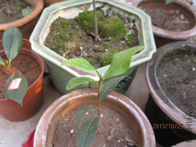 �軨��Ƭ 002.jpg