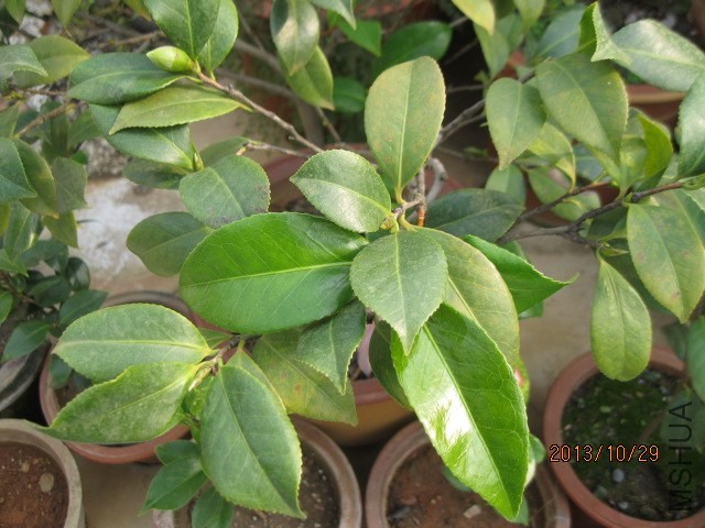 �軨��Ƭ 005.jpg