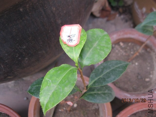 �軨��Ƭ 003.jpg