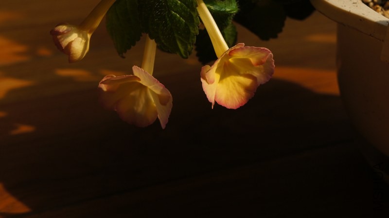 DSC04249.jpg