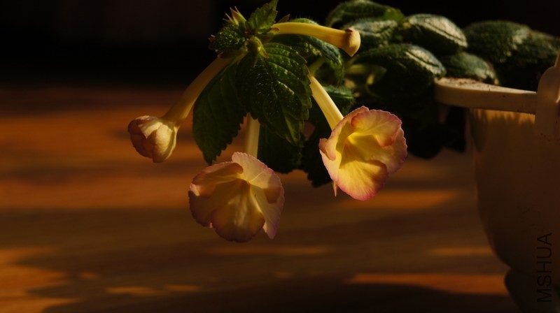 DSC04251.jpg