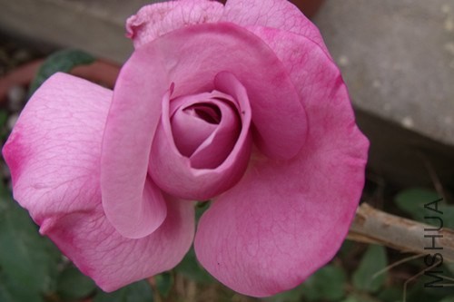 ��Ƭ 113_����.jpg