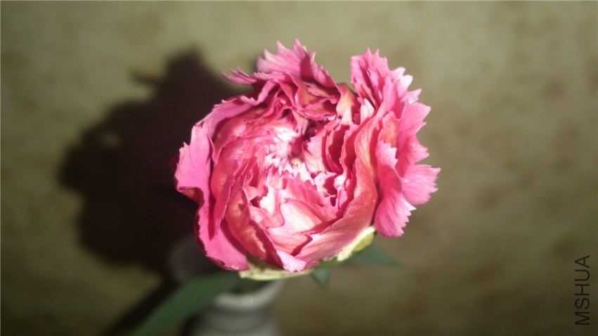 ����ܰһ��