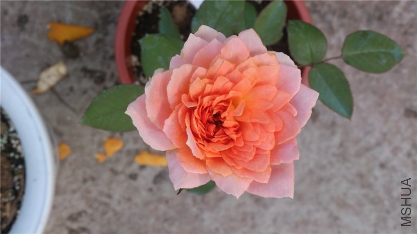 �����Ŷ�����һ��