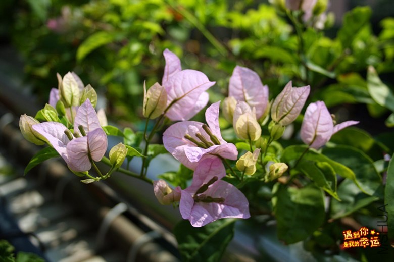 ��Ƭ 005_����.jpg