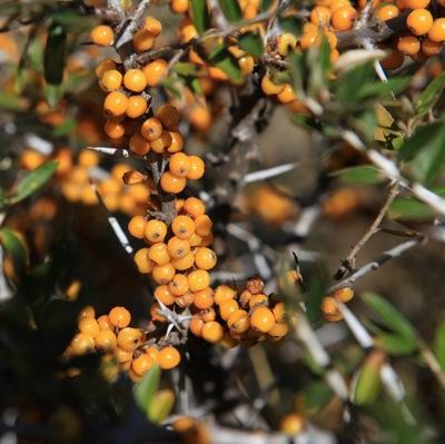 ��ѩ����֮���� (20).jpg