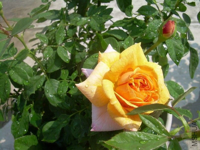 2013-10-26 ��� (5).jpg