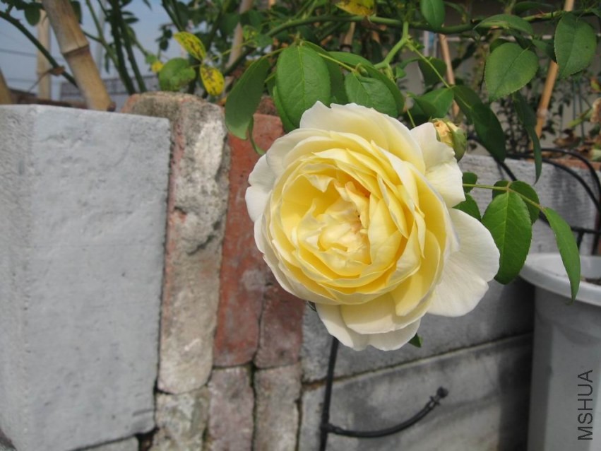 ������С IMG_0990.JPG