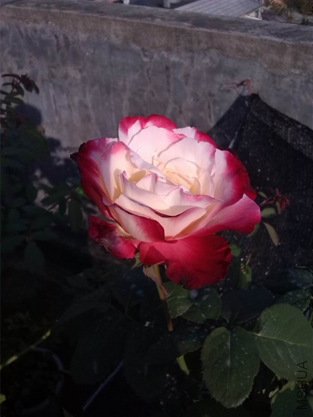 ������С IMG_20131028_151843.jpg