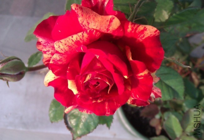 OJ0@A55PP@DL6(WM46R24.jpg