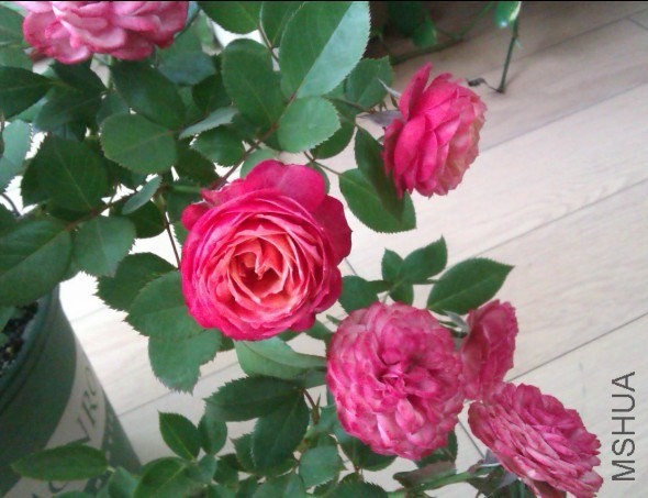 }]N%8MM(3NI@GZ~O26DN)(F.jpg