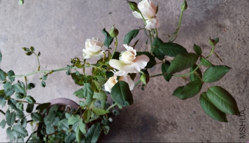 QQͼƬ20131030100305.jpg