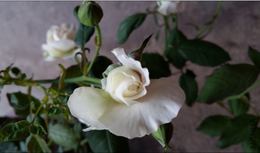 QQͼƬ20131030100333.jpg