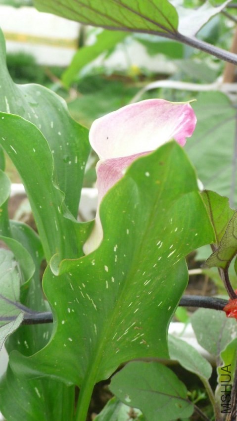 ����Ĳ���