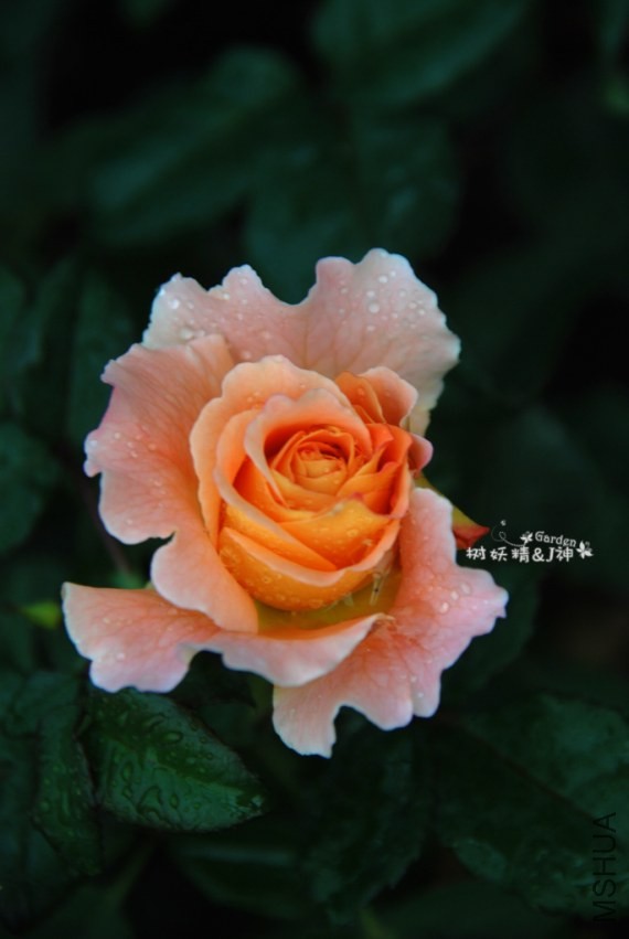 DSC_0204.JPG