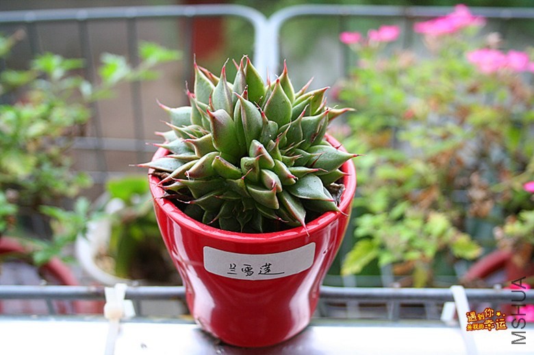 ��Ƭ 026_����.jpg