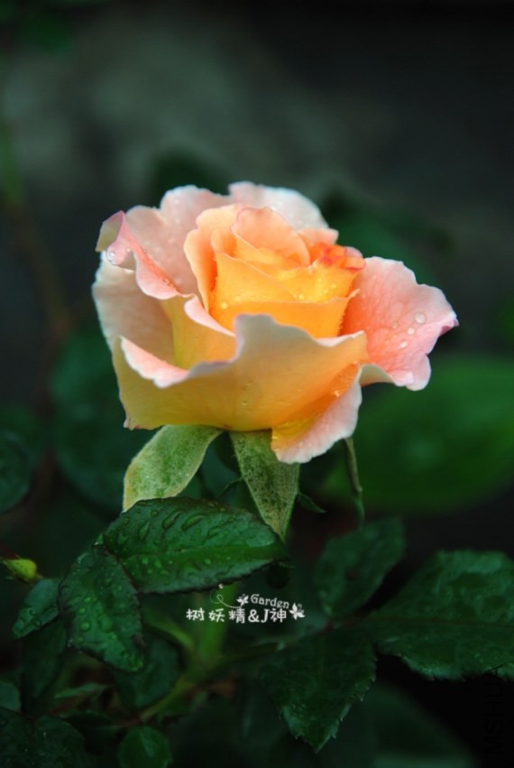 DSC_0205.JPG