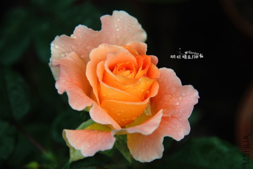 DSC_0207.JPG