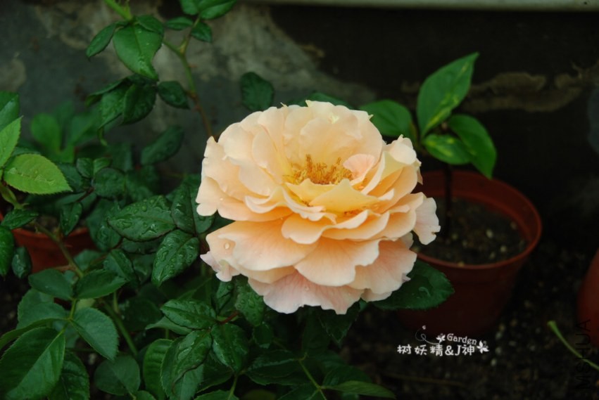 DSC_0212.JPG